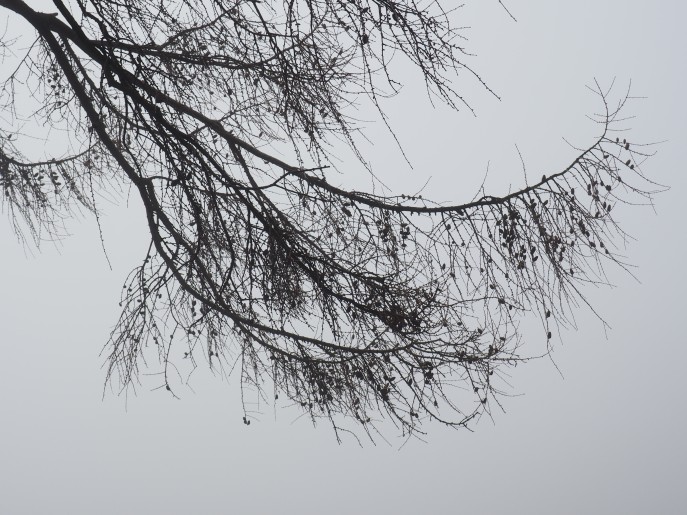 tree silhouette in the fog